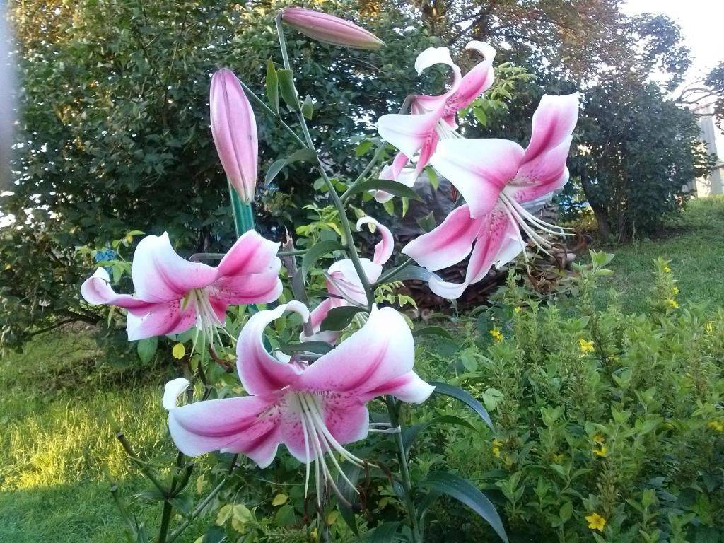 Фотографии номера Двухместный номер с 2 отдельными кроватями, вид на сад в Гостевом доме Guest House on Frunze Полоцк